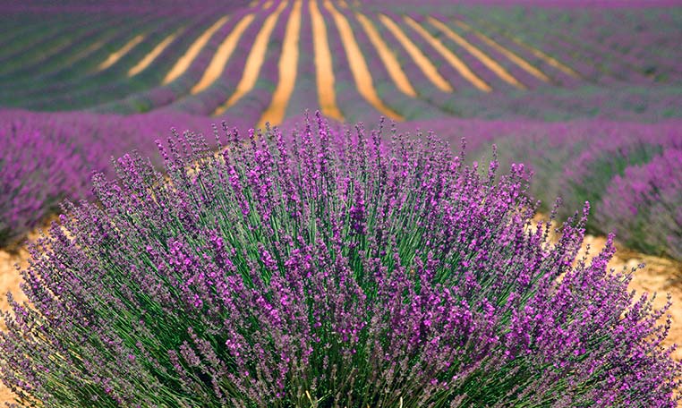 drive in motion Cote d'Azur Lavender Field